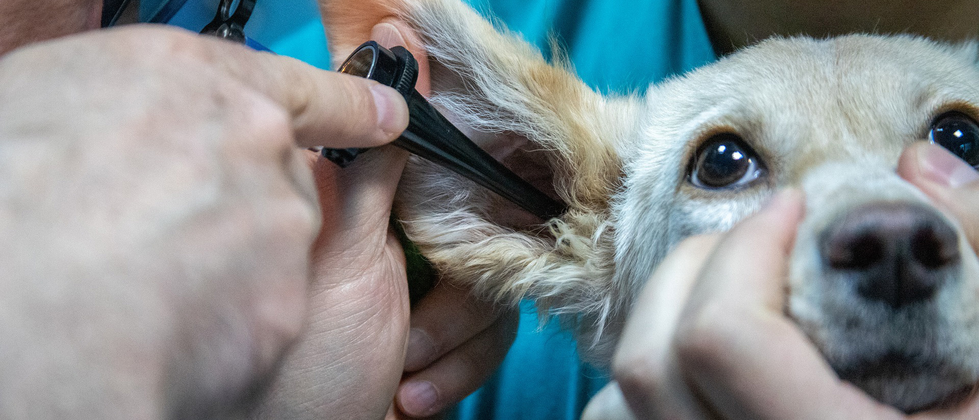 Lääkäri tutkii koiran korvaa