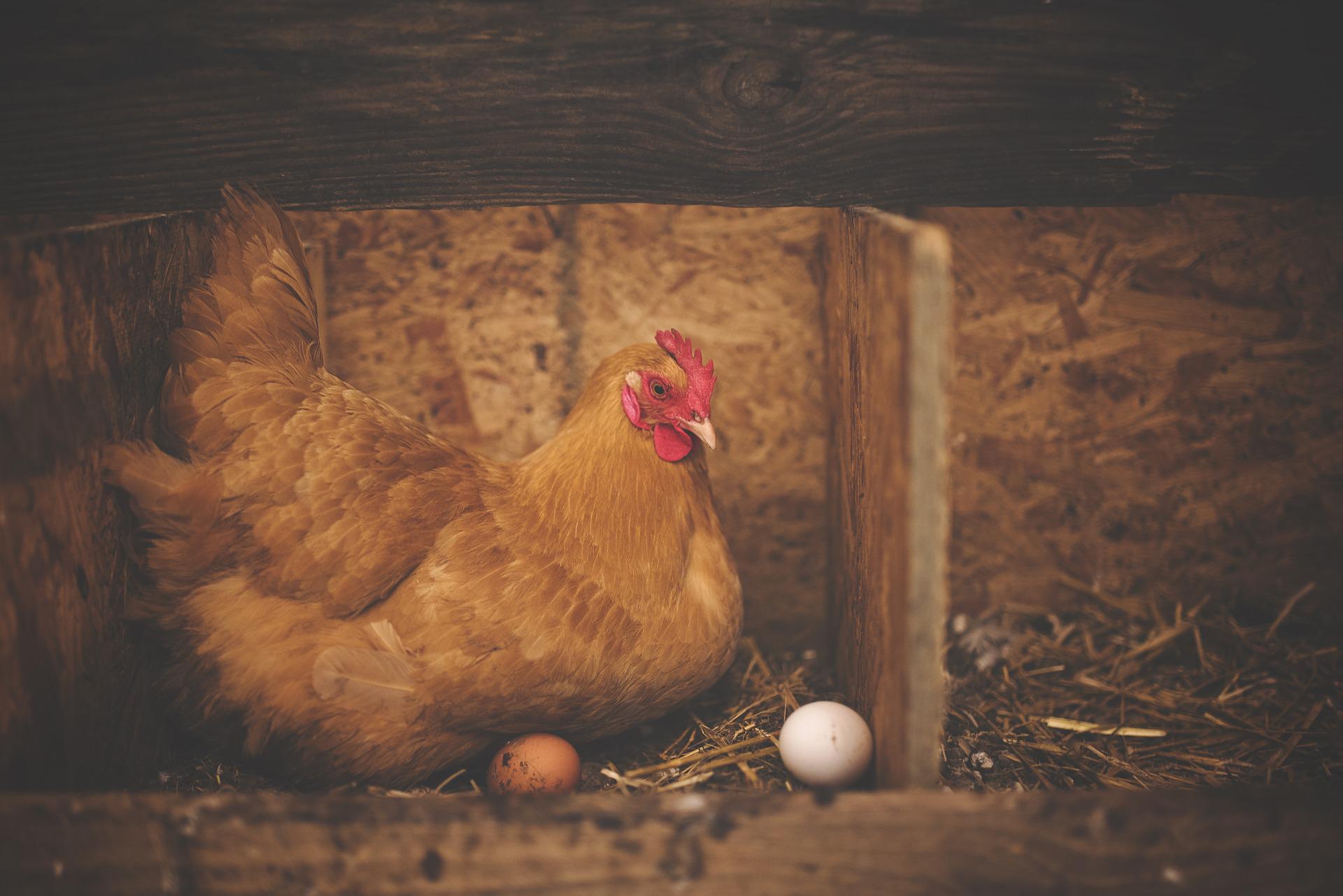 Kana munimassa