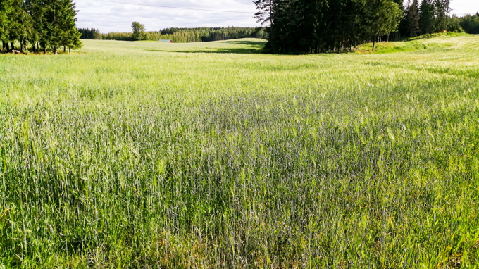 Heinäpeltoa