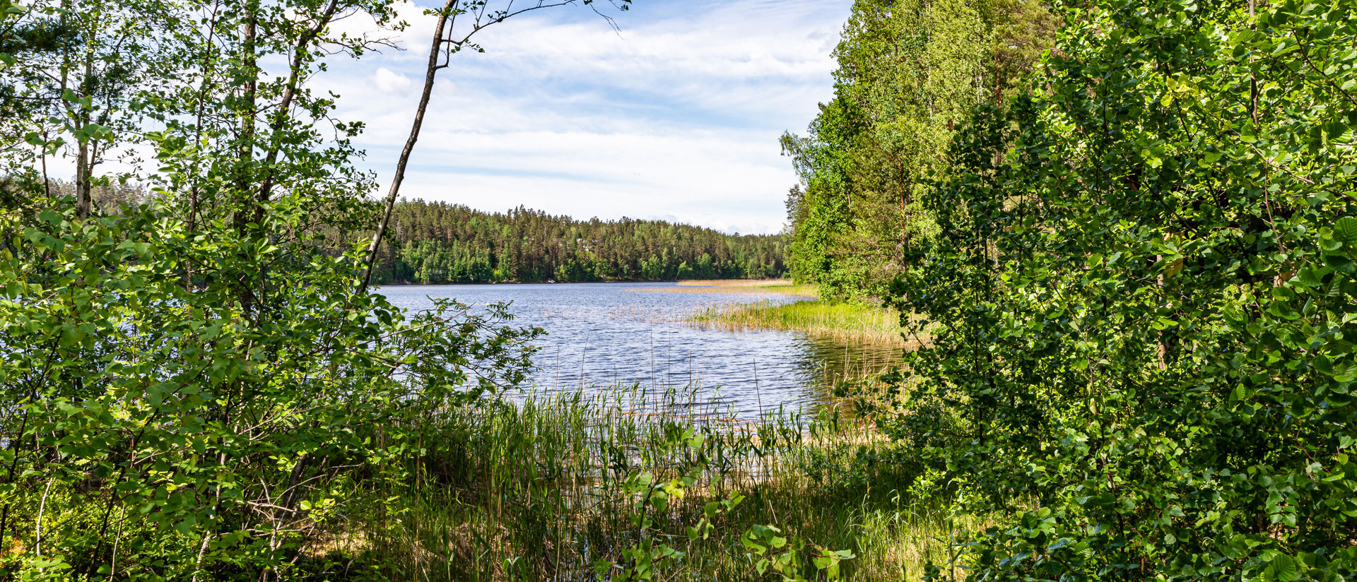 Näkymä Saimaalle puiden takaa